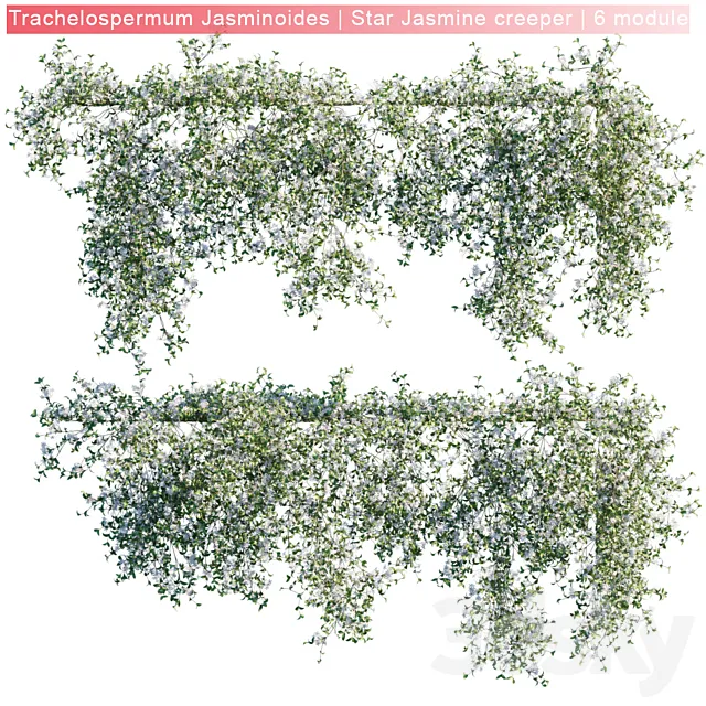 Trachelospermum Jasminoides | Star Jasmine creeper | 6 module 3D Model Trachelospermum Jasminoides | Star Jasmine creeper | 6 module 3D Model