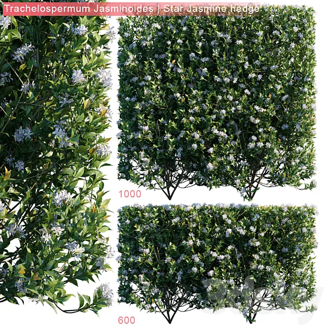Trachelospermum Jasminoides | Star jasmine hedge 3D Model Trachelospermum Jasminoides | Star jasmine hedge 3D Model