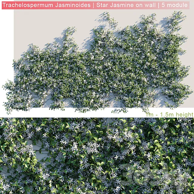 Trachelospermum Jasminoides | Star Jasmine on wall 3D Model Trachelospermum Jasminoides | Star Jasmine on wall 3D Model