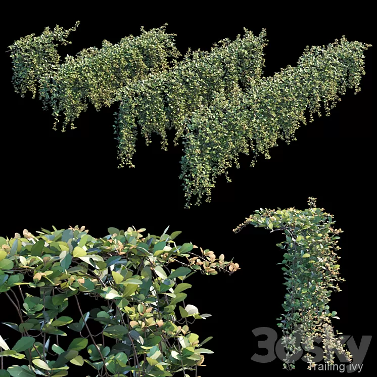 Trailing ivy 2 3D Model Trailing ivy 2 3D Model