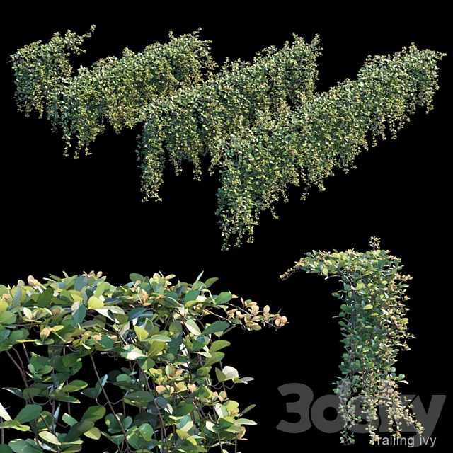 Trailing ivy 2 3DModel Trailing ivy 2 3DModel