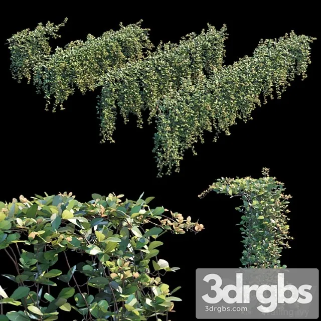 Trailing ivy 2 Trailing ivy 2