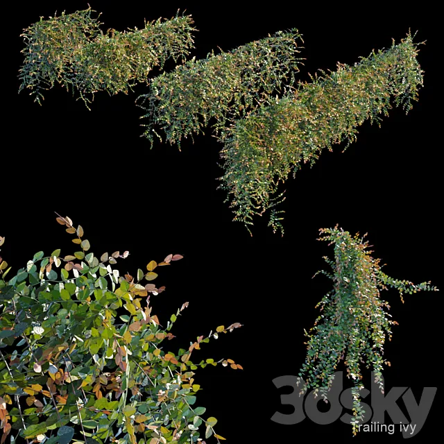 Trailing ivy 3 3DModel Trailing ivy 3 3DModel