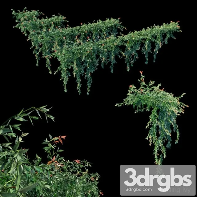 Trailing Ivy 3D Model Download
