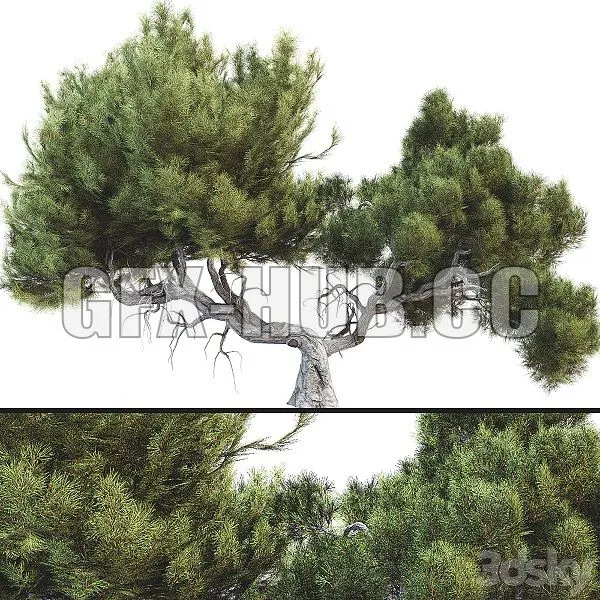 Tree 007 3D Model