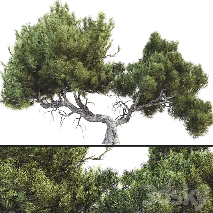 Tree 007 3D Model Free Download