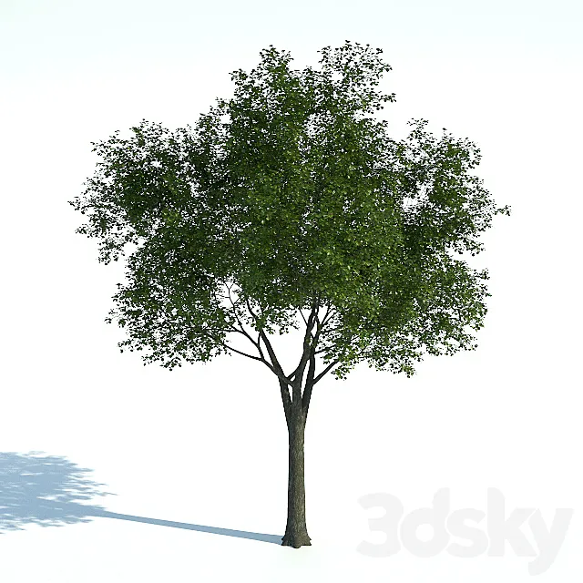 Tree 01 3D Model Tree 01 3D Model