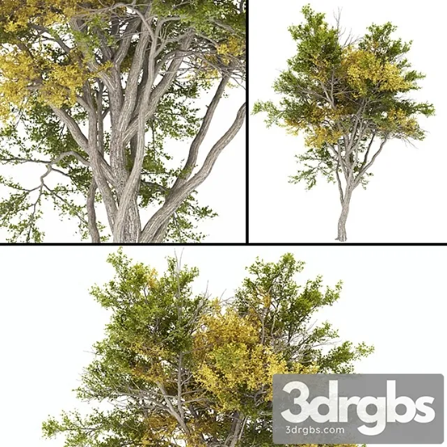 Tree 02 Autumn 1 3D Model Download