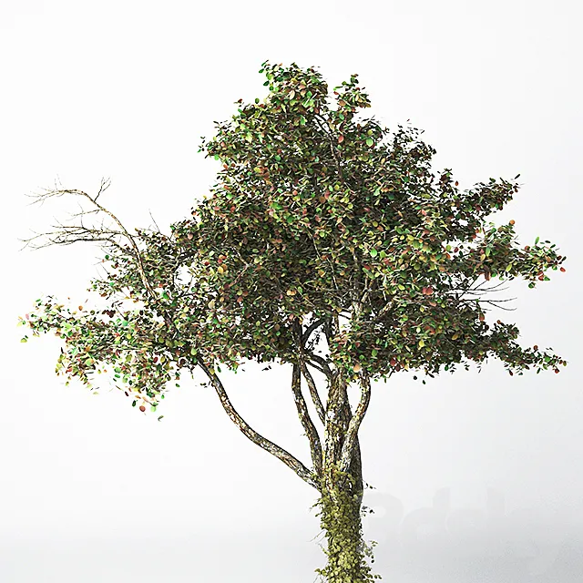 Tree 21 3D Model Tree 21 3D Model