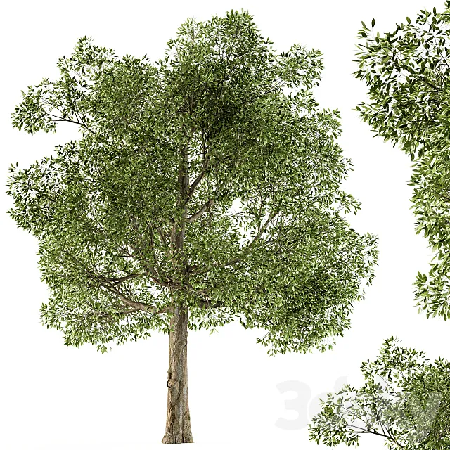 Tree Broadleaf – Set 21 3D Model