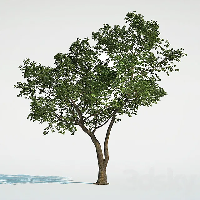 Tree Common 01 (1 of 3) 3D Model Tree Common 01 (1 of 3) 3D Model