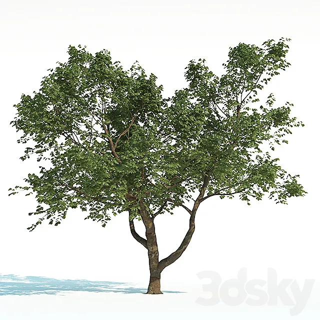 Tree Common 02 (2 of 3) 3D Model Tree Common 02 (2 of 3) 3D Model