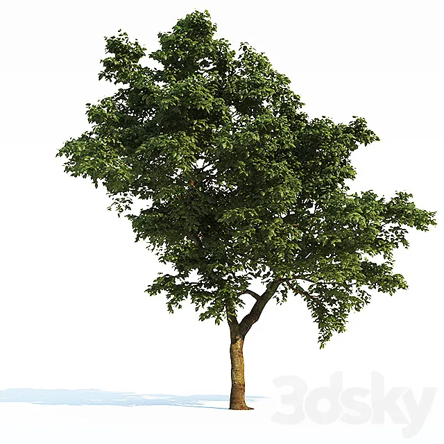 Tree Common 03 (3 of 3) 3D Model Tree Common 03 (3 of 3) 3D Model