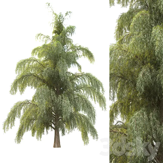tree for landscape12 (pine tree) 3D Model