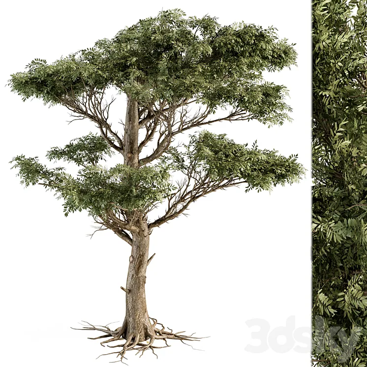 Tree Green Acacia – Set 73 3D Model Free Download