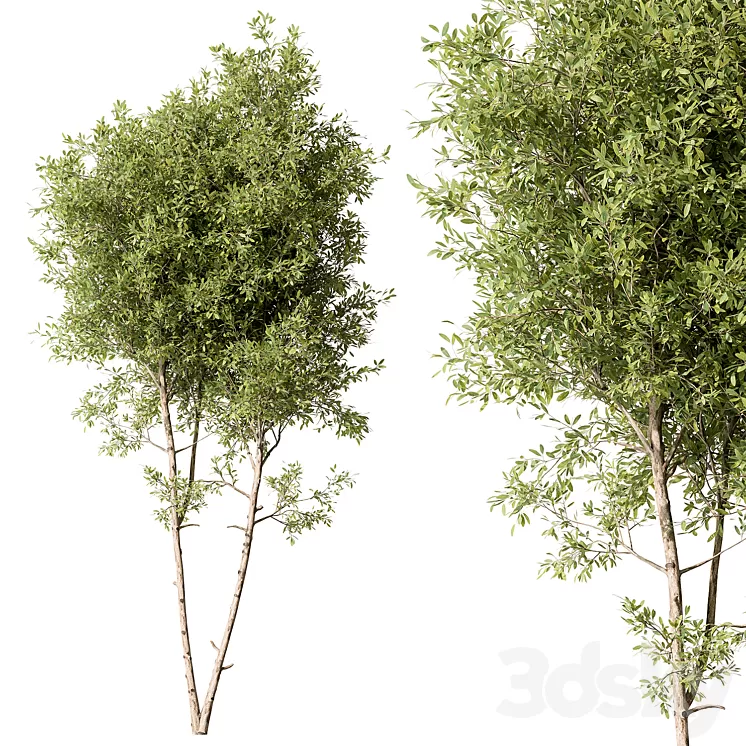 Tree Green Maple – Set 125 3D Model Free Download