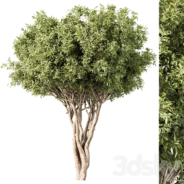 Tree Green Maple – Set 139 3D Model
