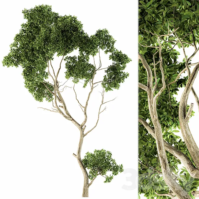 Tree Green Maple – Set 27 3D Model