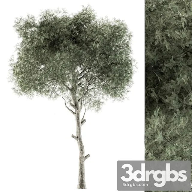 Tree Green Needle Set 63 3D Model Download