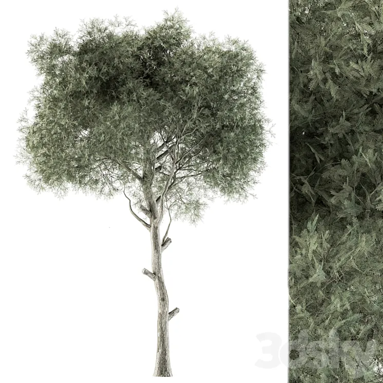 Tree Green Needle – Set 63 3D Model Free Download