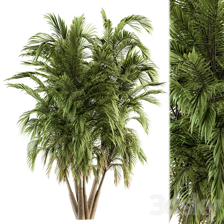 Tree Green Palm bunch – Set 32 3D Model Free Download