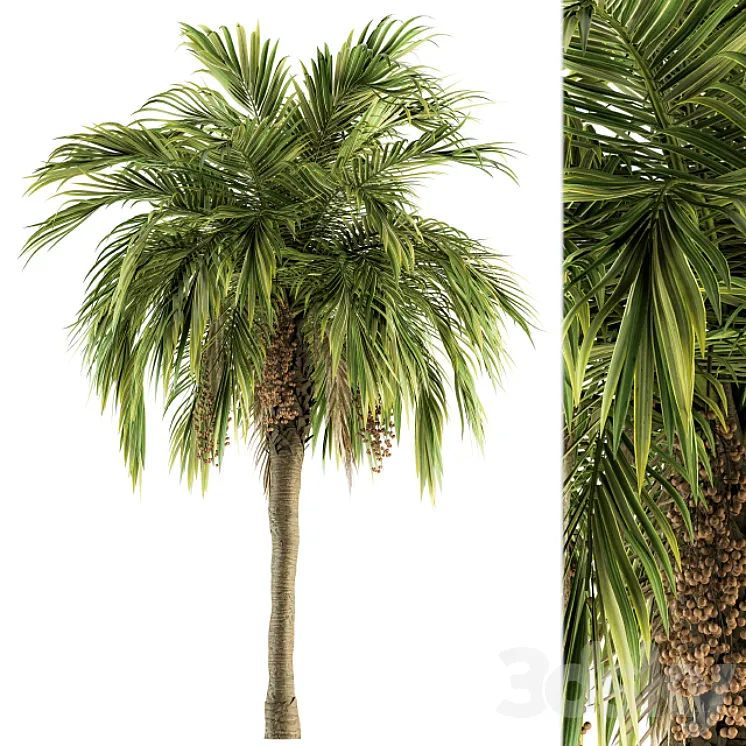 Tree Green Palm with Fruit – Set 34 3D Model Free Download