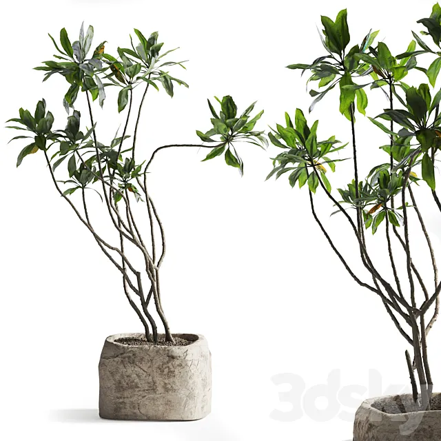 Tree in stone Planter 3D Model
