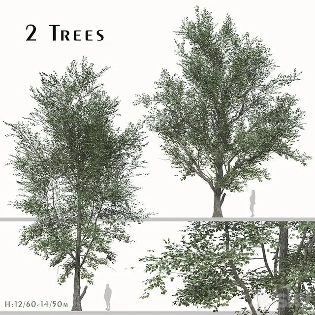 Tree (Korean hackberry) (2 Trees) 3D Model
