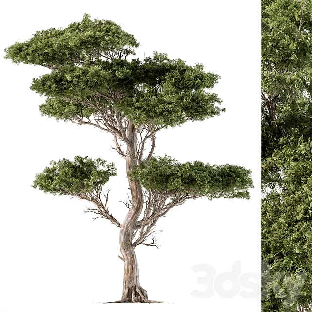 Tree Needle Acacia – Set 102 3DModel