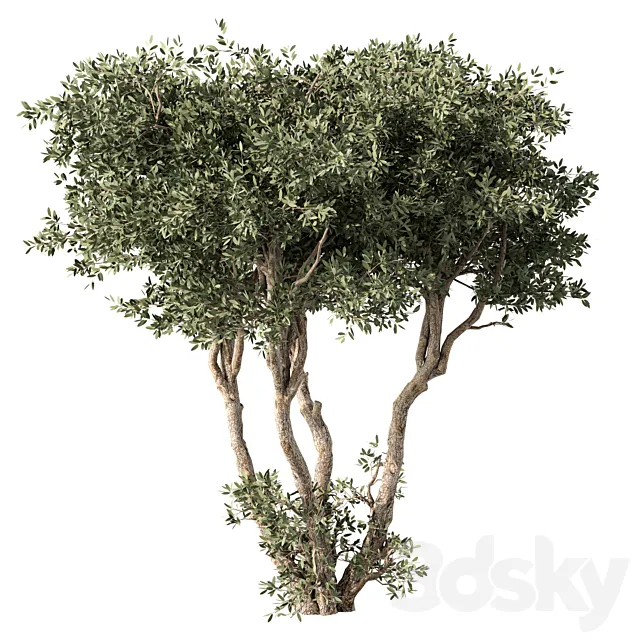 Tree No.65 3D Model Tree No.65 3D Model