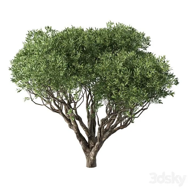 Tree No.89 3D Model