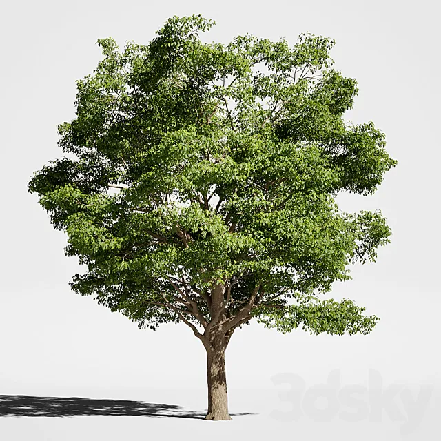 Tree Oak generic 3D Model Tree Oak generic 3D Model