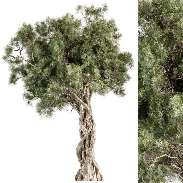 Tree Olive – Set 193 3D Model