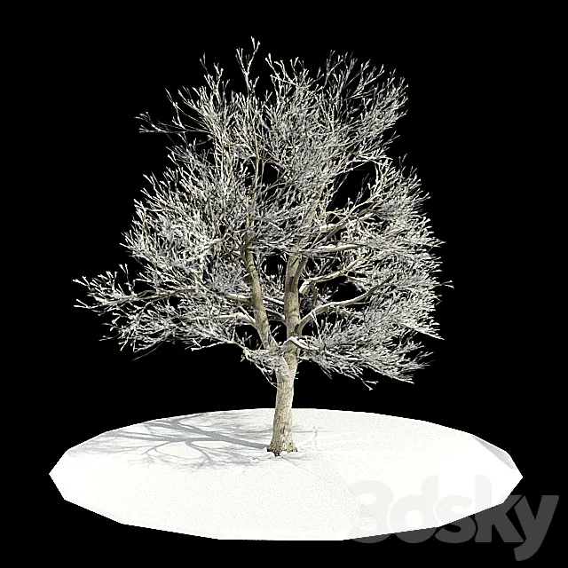 tree-snow _ tree in snow 3DModel tree-snow _ tree in snow 3DModel