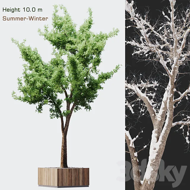 Tree summer-winter 3DModel