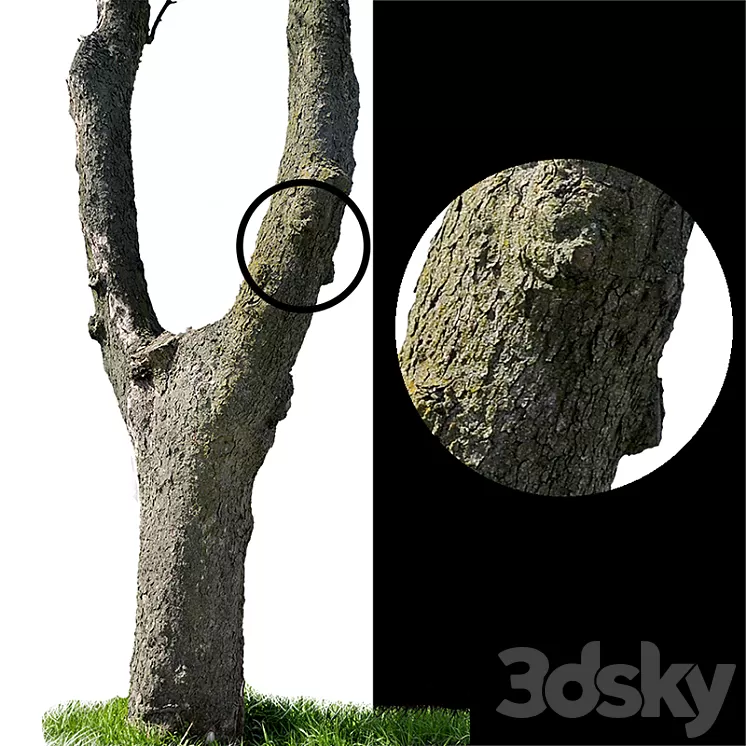 Tree trunks textures 3D Model