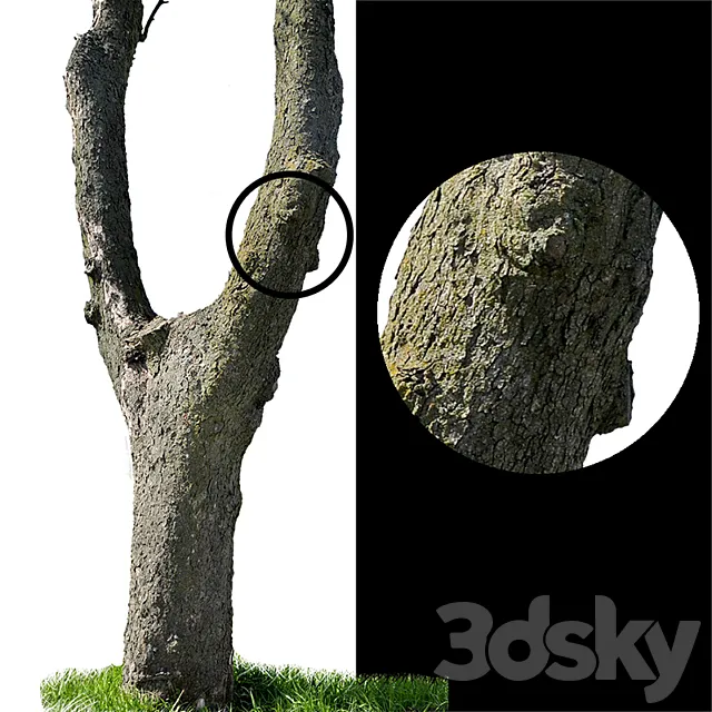 Tree trunks textures 3D Model Tree trunks textures 3D Model