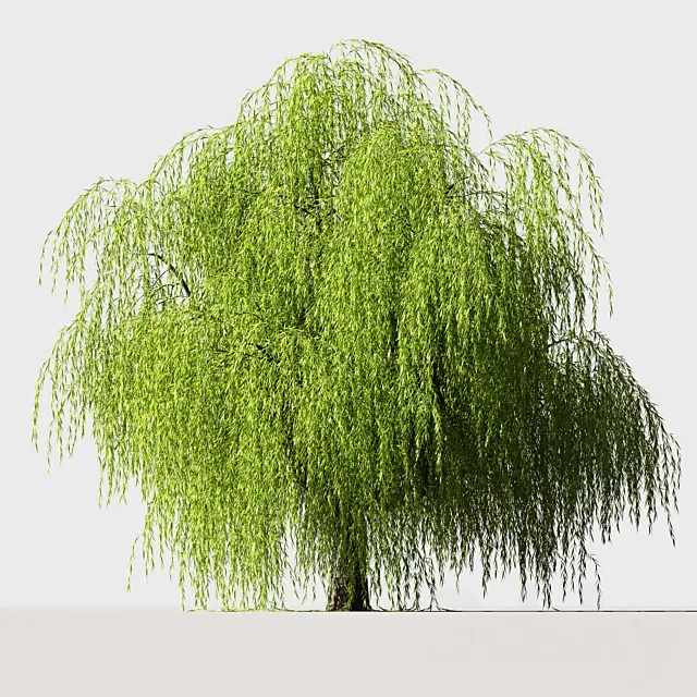 Tree Willow 3D Model Tree Willow 3D Model