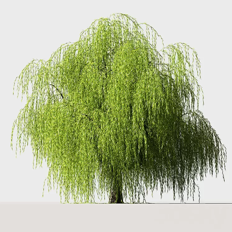 Tree Willow 3D Model