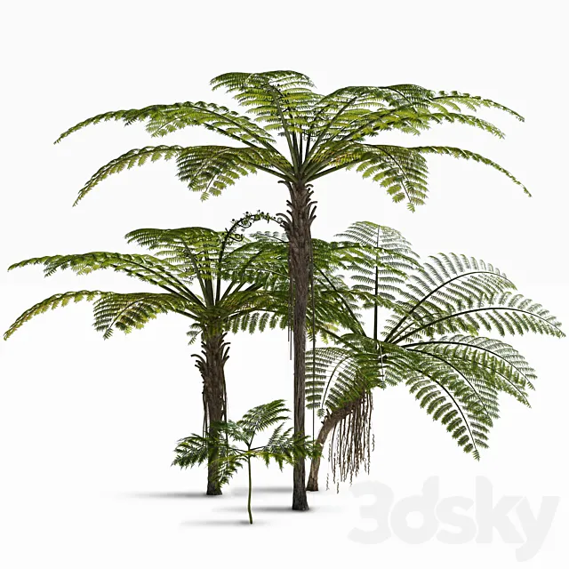 Treefern dicksonia antarctica 3D Model