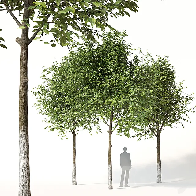 Trees 1 3D Model Trees 1 3D Model