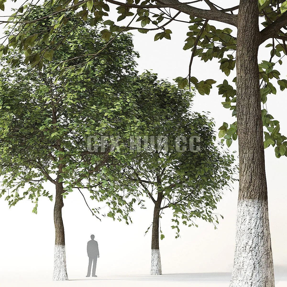 Trees 2 3D Model