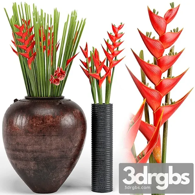 Tropical floor plants Tropical floor plants