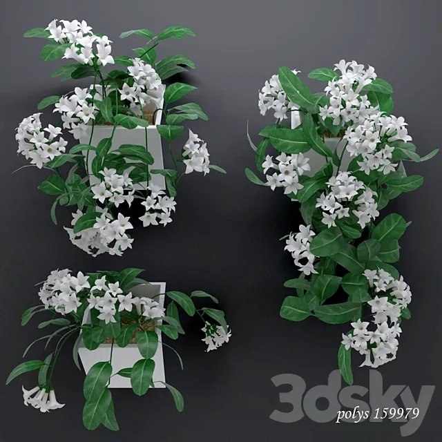 Trudging stephanotis plant abundantly blooming 3D Model Trudging stephanotis plant abundantly blooming 3D Model