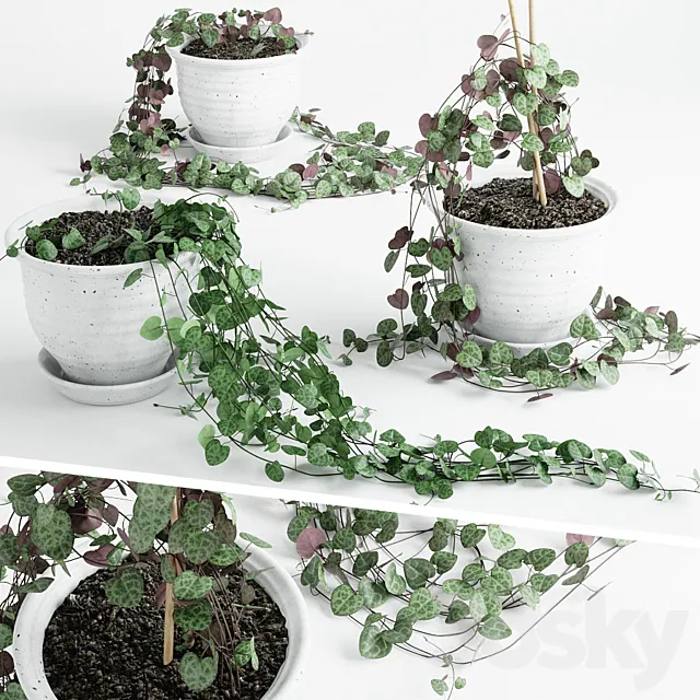 Tseropegiya 3 3DModel Tseropegiya 3 3DModel