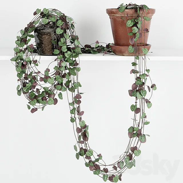 Tseropegiya 4 3DModel Tseropegiya 4 3DModel