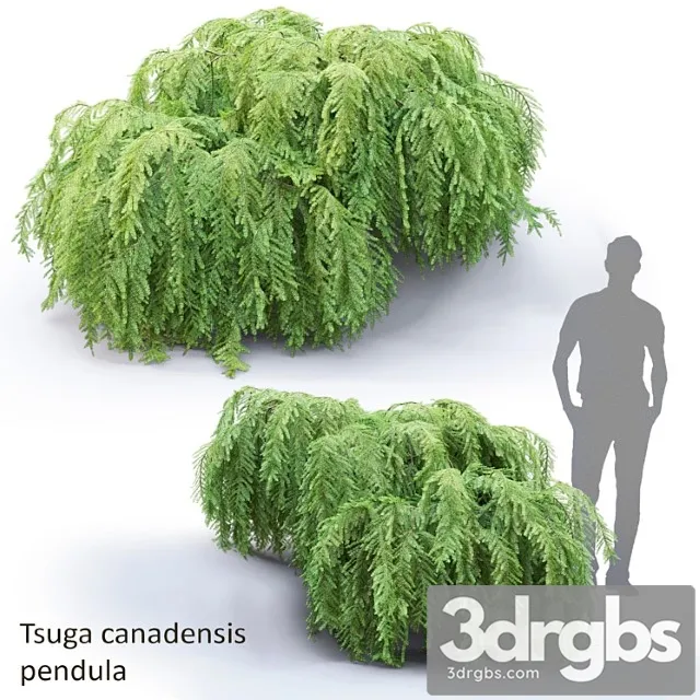 Tsuga Canadensis Povislaia Tsuga Canadensis Pendula 1 3D Model Download