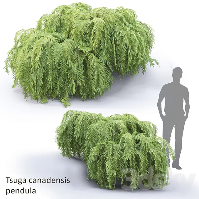 Tsuga canadian dangling | Tsuga canadensis pendula # 1 3D Model