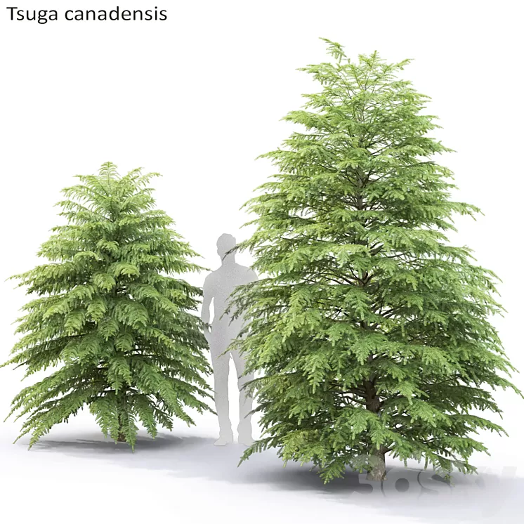 Tsuga Canadian | Tsuga canadensis # 2 3D Model