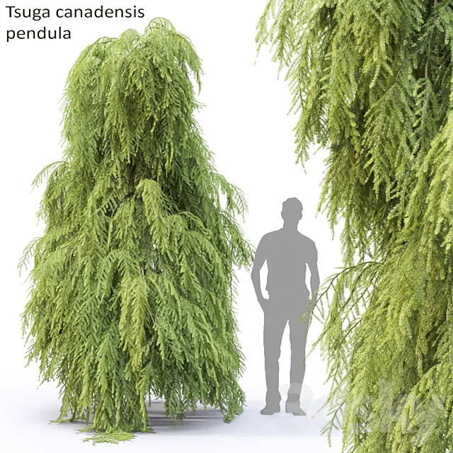 Tsuga Canadian | Tsuga canadensis pendula # 2 3DModel